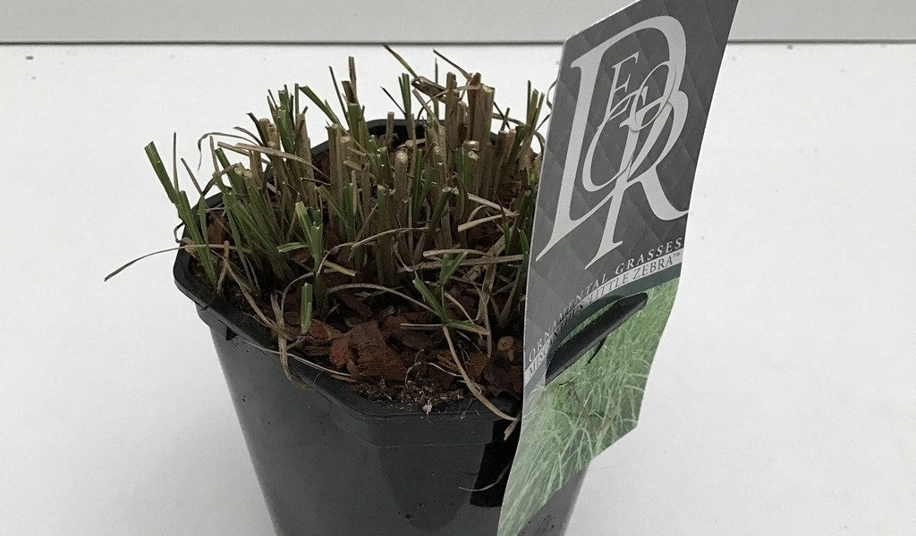  Chinees Riet / Sierriet (Miscanthus Sinensis 'Little Zebra')