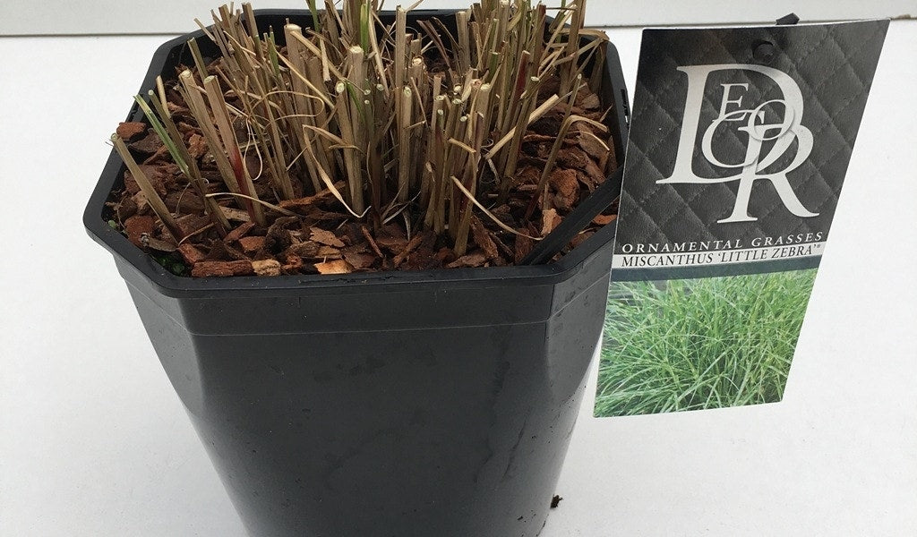  Chinees Riet / Sierriet (Miscanthus Sinensis 'Little Zebra')