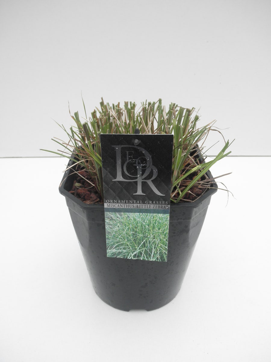  Chinees Riet / Sierriet (Miscanthus Sinensis 'Little Zebra')