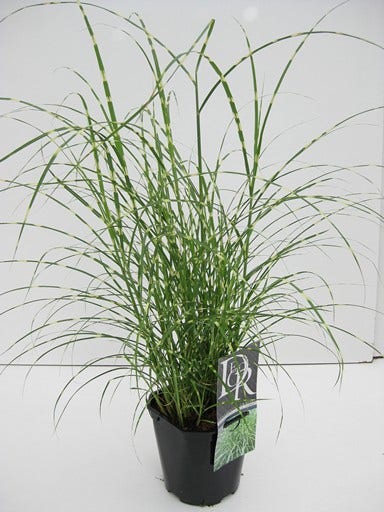  Chinees Riet / Sierriet (Miscanthus Sinensis 'Little Zebra')