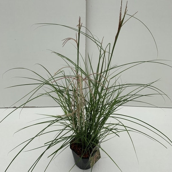  Chinees Riet (Miscanthus Sinensis 'Pink Cloud')