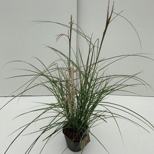  Chinees Riet (Miscanthus Sinensis 'Pink Cloud')