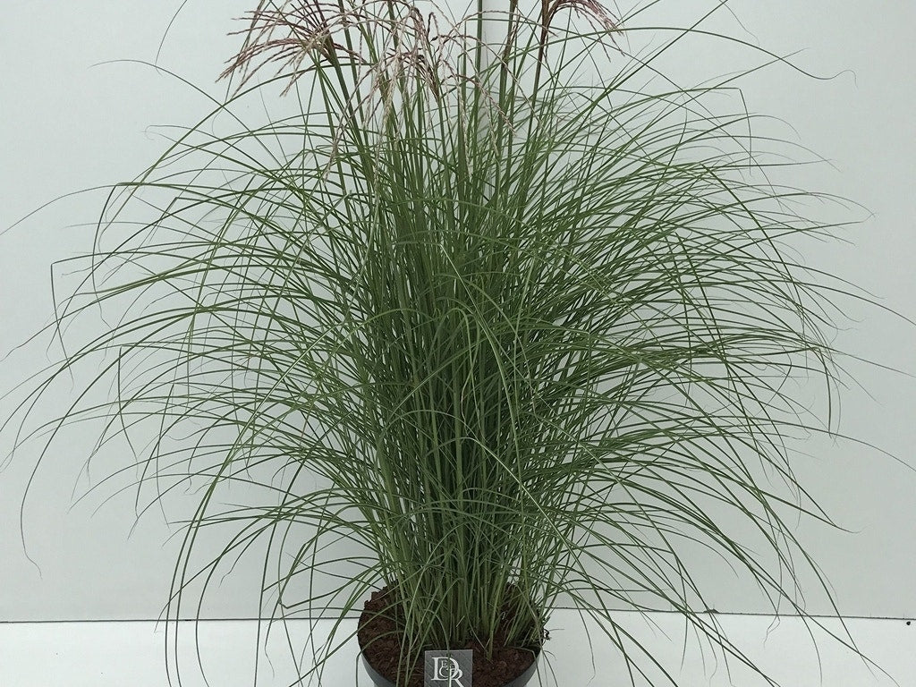  Prachtriet (Miscanthus Sinensis 'Red Cloud')