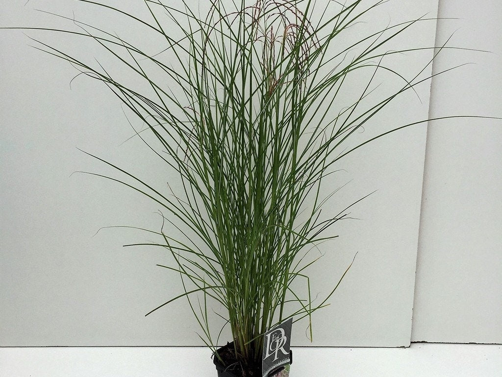  Prachtriet (Miscanthus Sinensis 'Red Cloud')