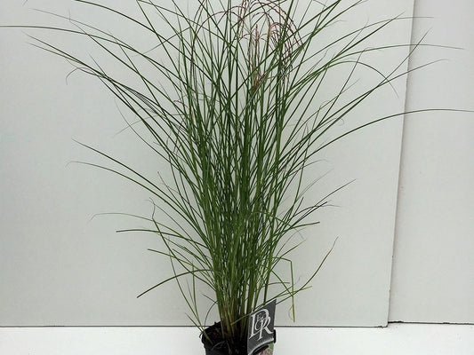 Prachtriet (Miscanthus Sinensis 'Red Cloud')