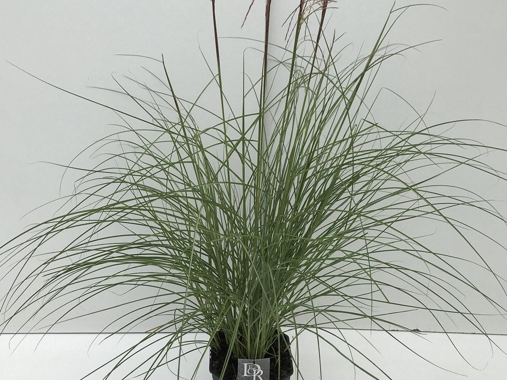  Prachtriet (Miscanthus Sinensis 'Red Cloud')