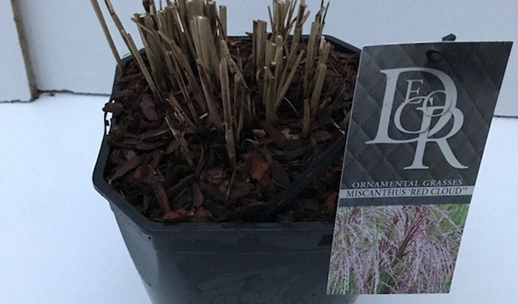  Prachtriet (Miscanthus Sinensis 'Red Cloud')
