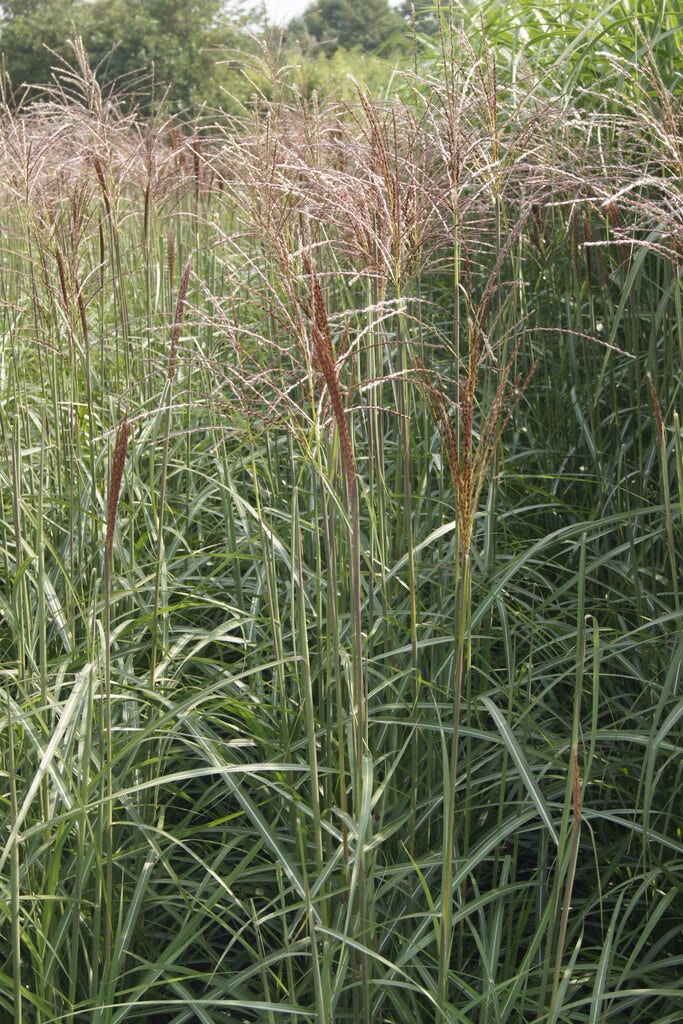  Prachtriet (Miscanthus Sinensis 'Dronning Ingrid')