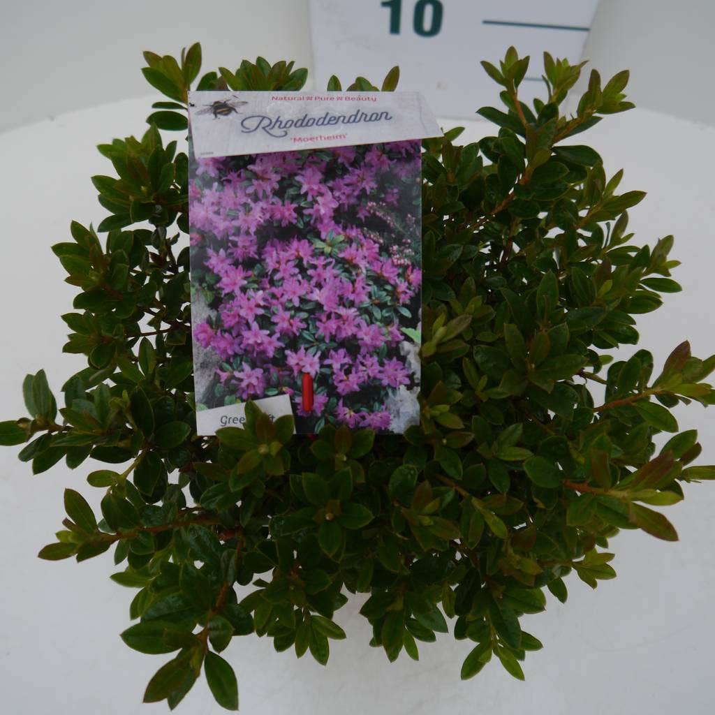 Dwergrhododendron (Rhododendron 'Moerheim')