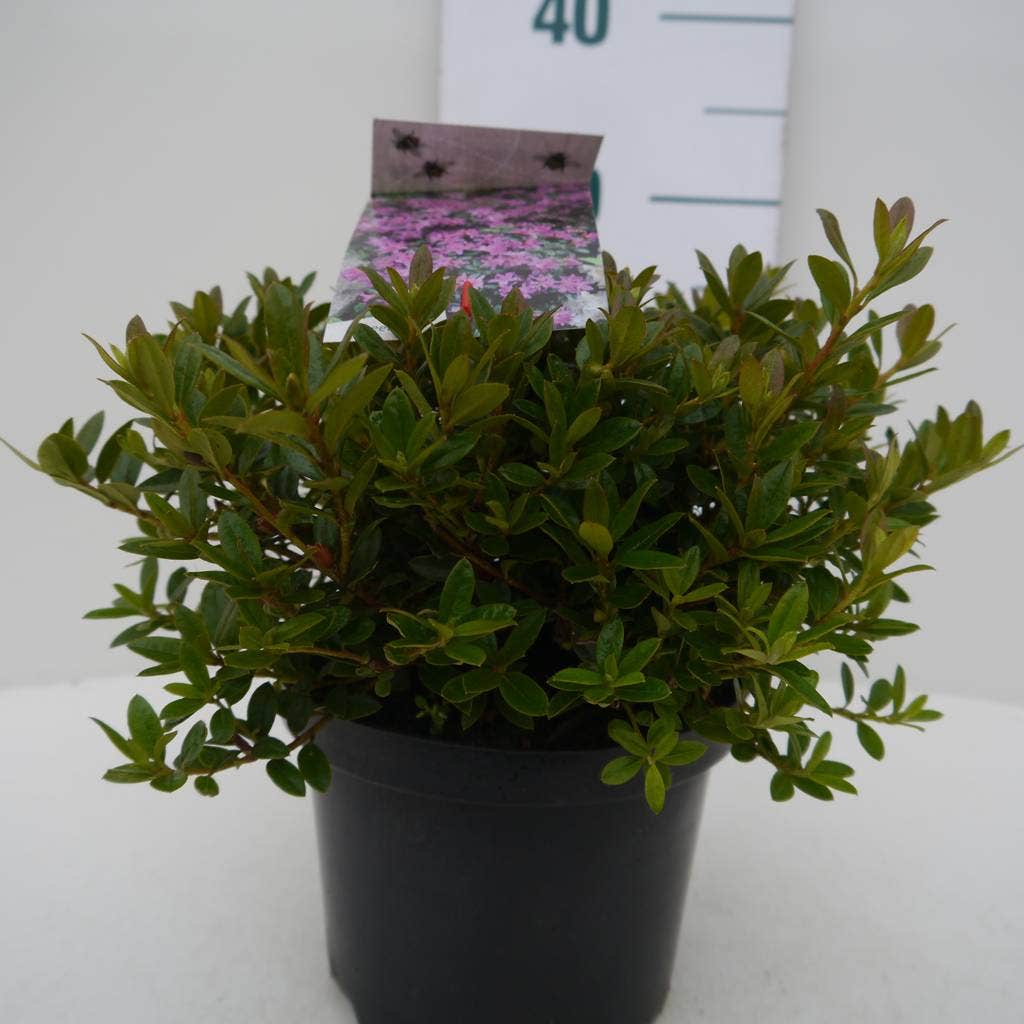  Dwergrhododendron (Rhododendron 'Moerheim')