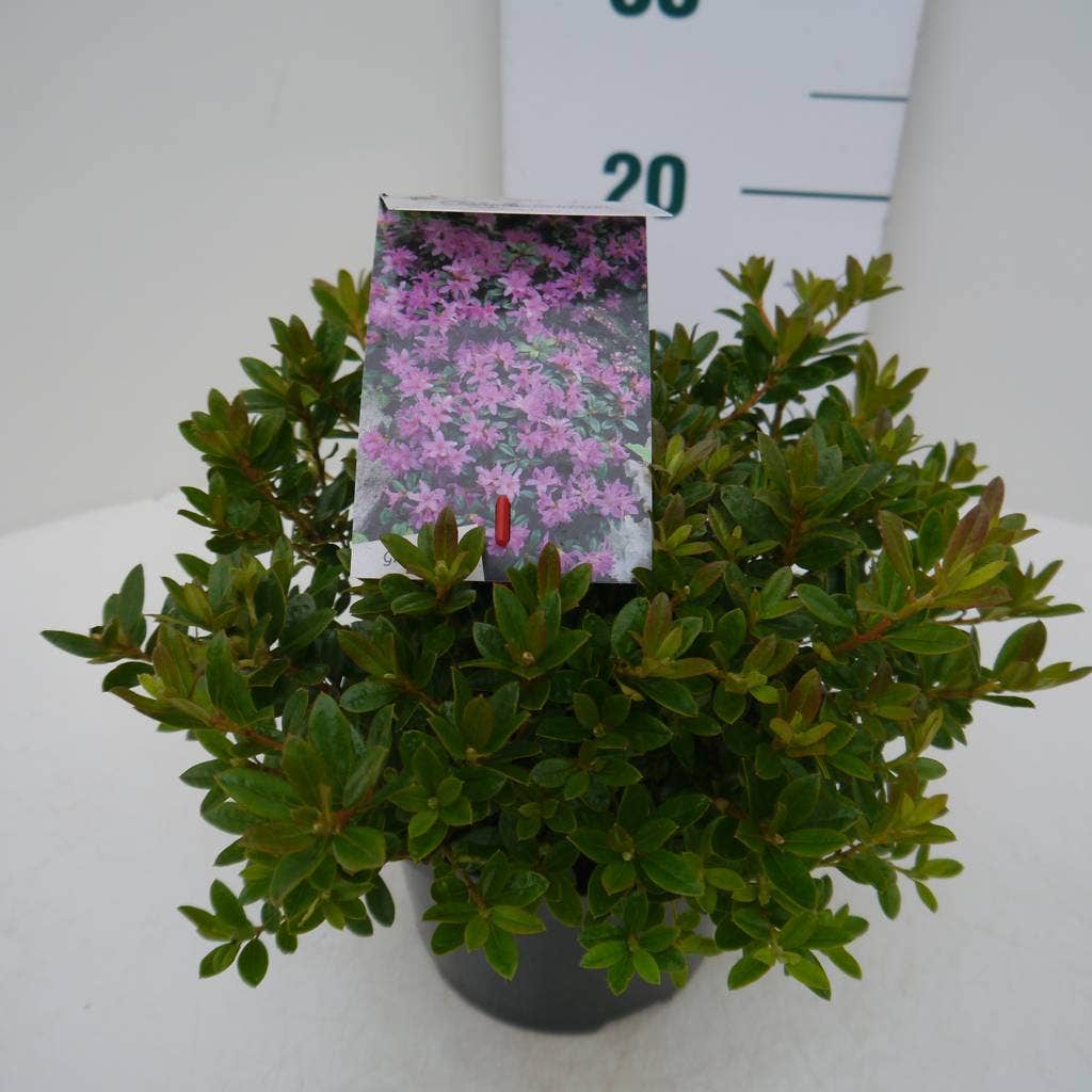  Dwergrhododendron (Rhododendron 'Moerheim')