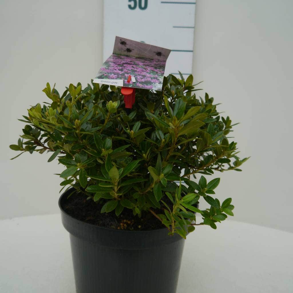  Dwergrhododendron (Rhododendron 'Moerheim')