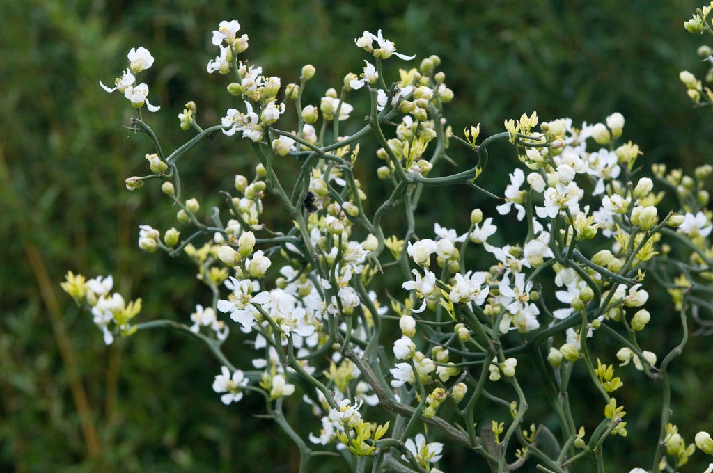  Driebladige Citroen (Poncirus Trifoliata)