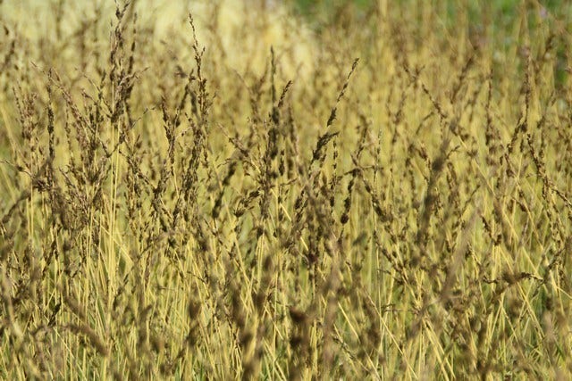  Pijpestrootje (Molinia Caerulea 'Variegata')