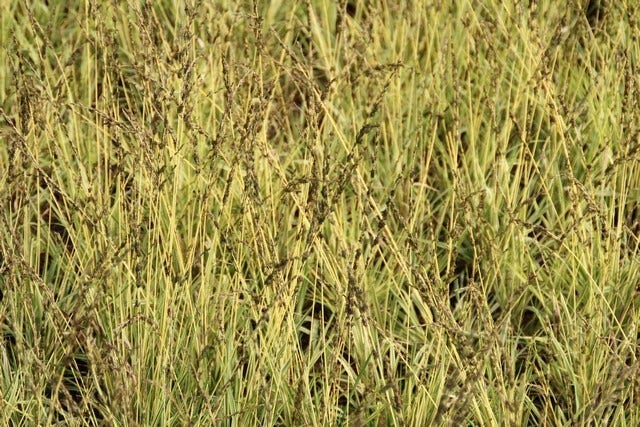  Pijpestrootje (Molinia Caerulea 'Variegata')