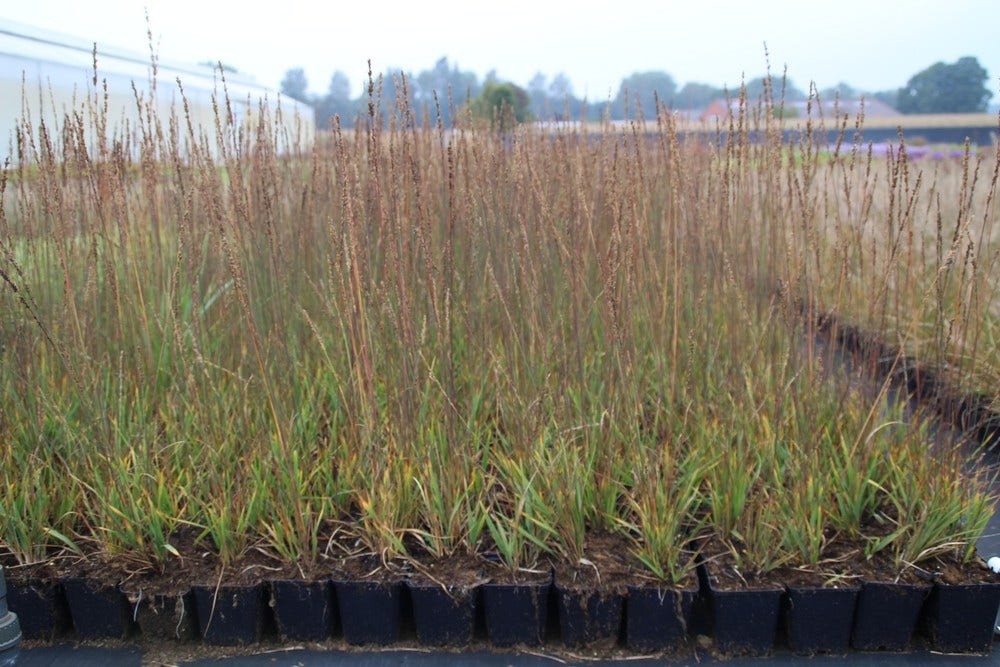 Pijpestrootje (Molinia Caerulea 'Moorhexe')