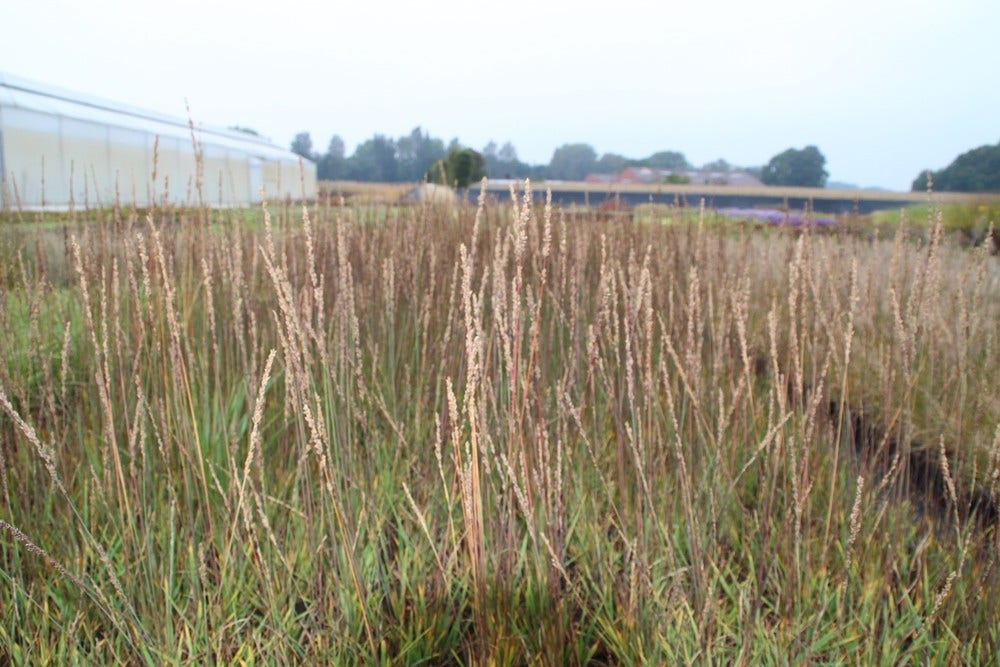  Pijpestrootje (Molinia Caerulea 'Moorhexe')