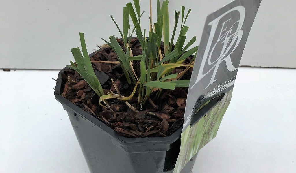  Pijpestrootje (Molinia Caerulea 'Moorhexe')