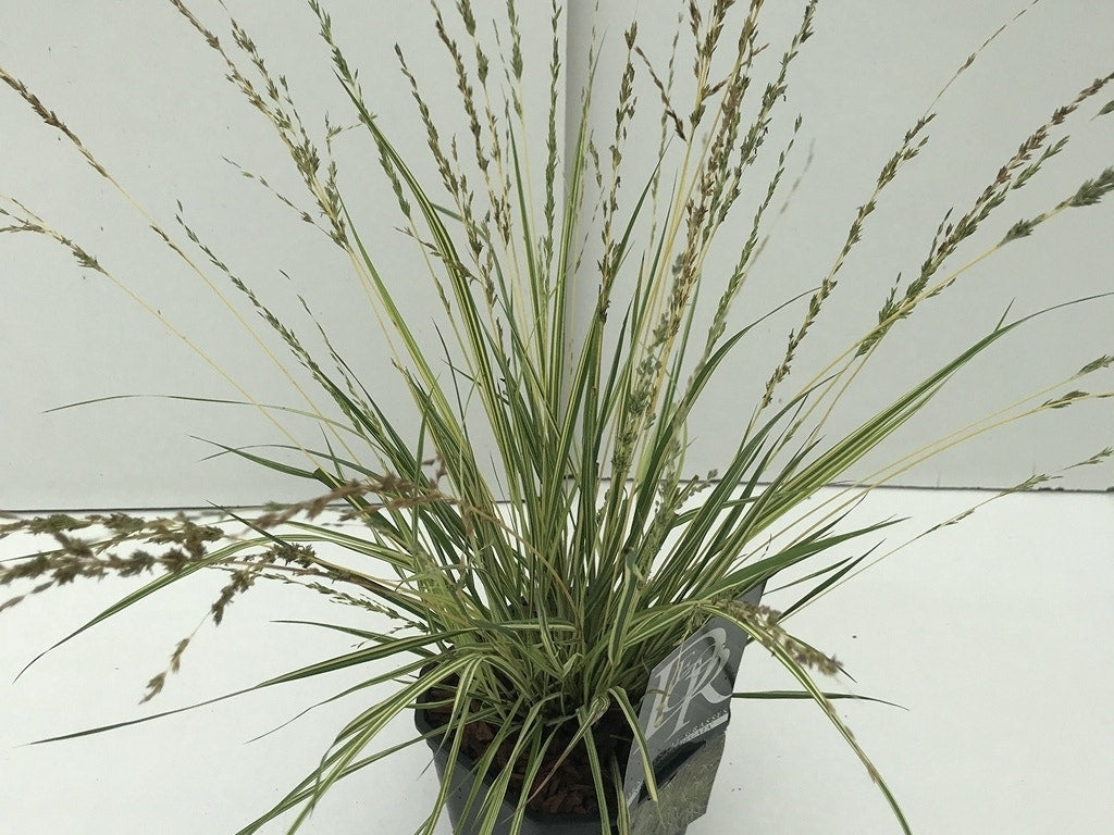  Pijpestrootje (Molinia Caerulea 'Variegata')