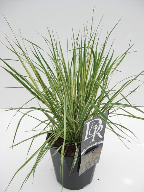  Pijpestrootje (Molinia Caerulea 'Variegata')
