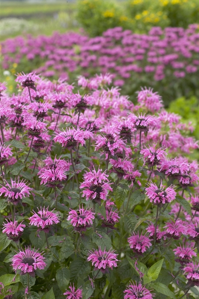  Bergamotplant (Monarda 'Croftway Pink')