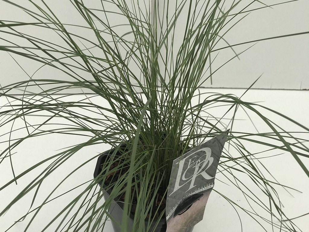  Muhlenbergia (Muhlenbergia Capillaris) 