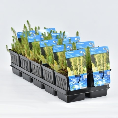 Vederkruid (Myriophyllum Crispata)