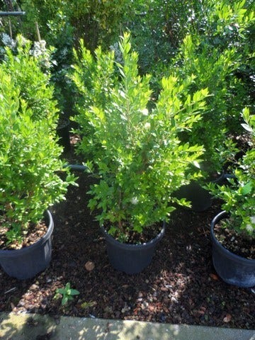  Dwergmirte (Myrtus Communis 'Tarentina')