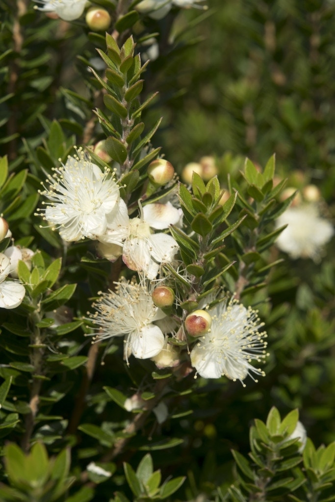  Dwergmirte (Myrtus Communis 'Tarentina')