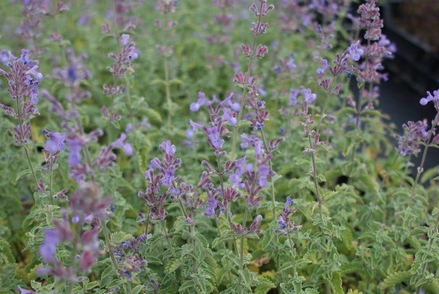  Kattenkruid (Nepeta 'Dropmore')