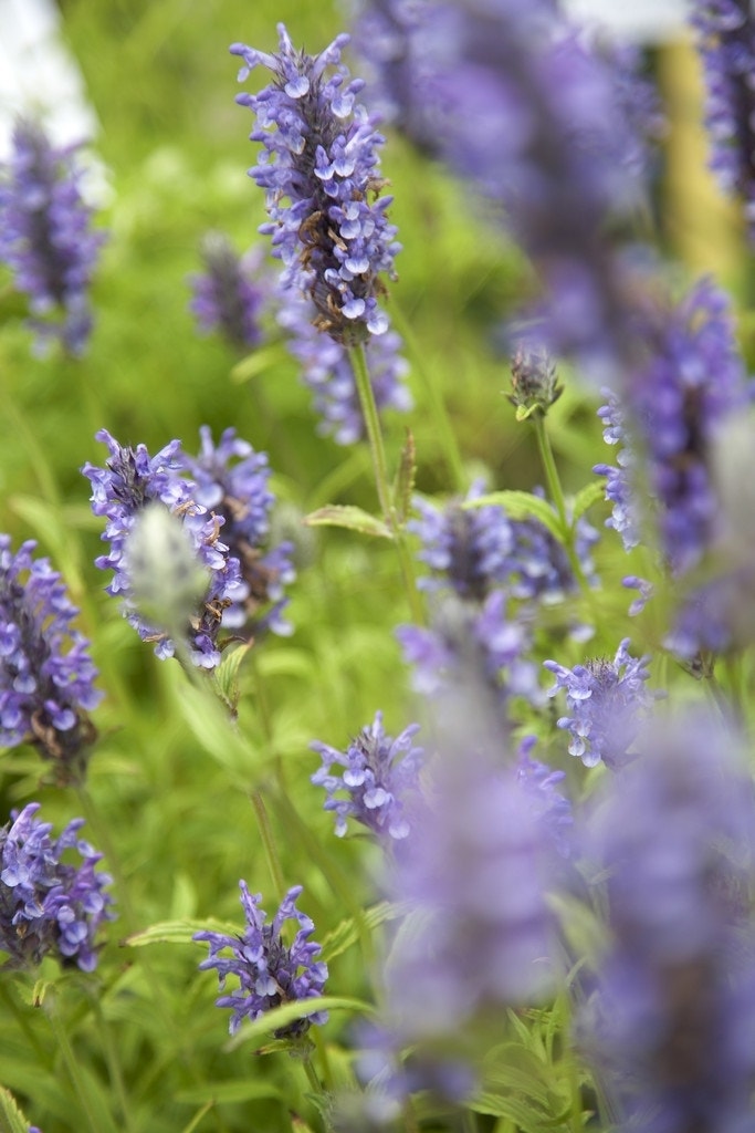  Kattenkruid (Nepeta Nervosa)