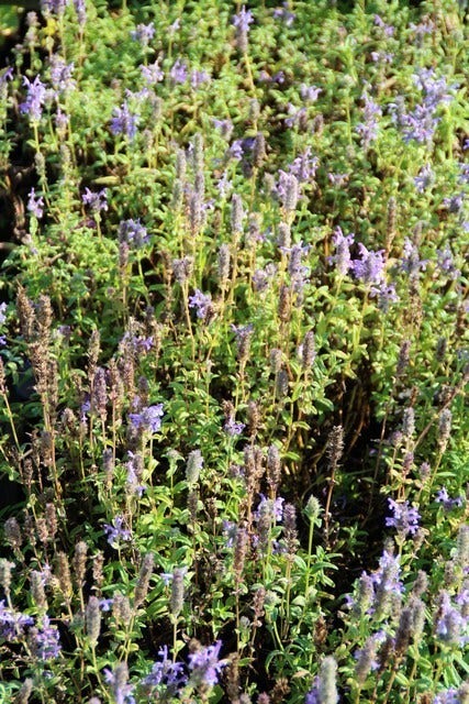  Kattenkruid (Nepeta Nervosa)