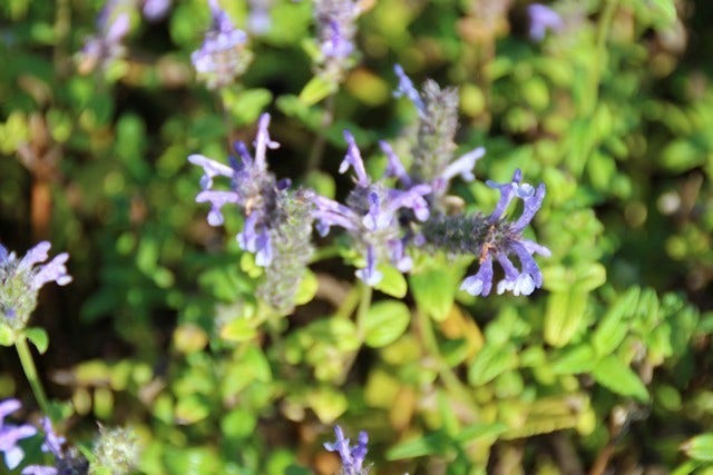  Kattenkruid (Nepeta Nervosa)