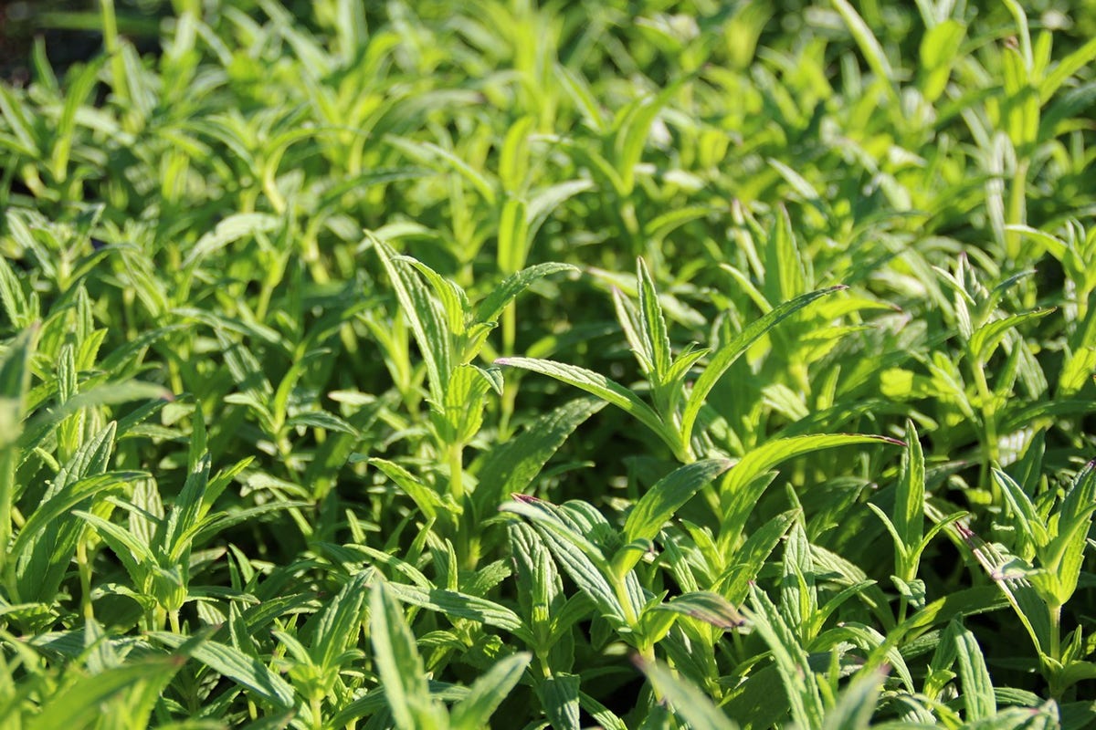  Kattenkruid (Nepeta Nervosa)