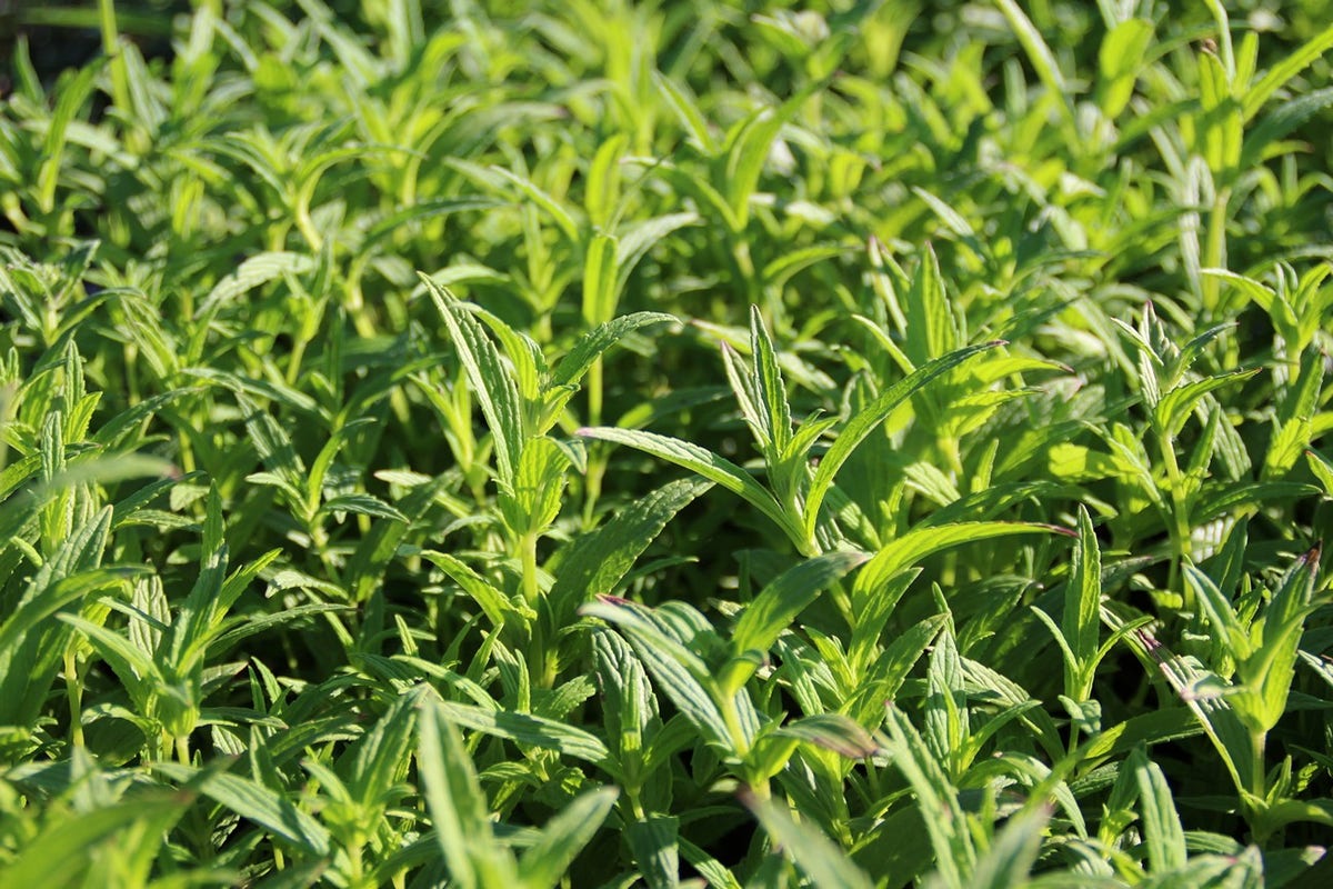  Kattenkruid (Nepeta Nervosa)