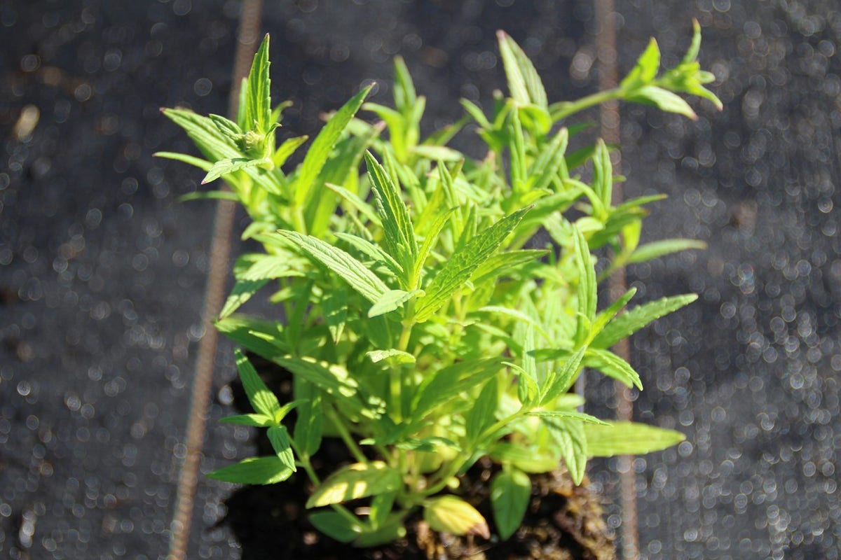  Kattenkruid (Nepeta Nervosa)