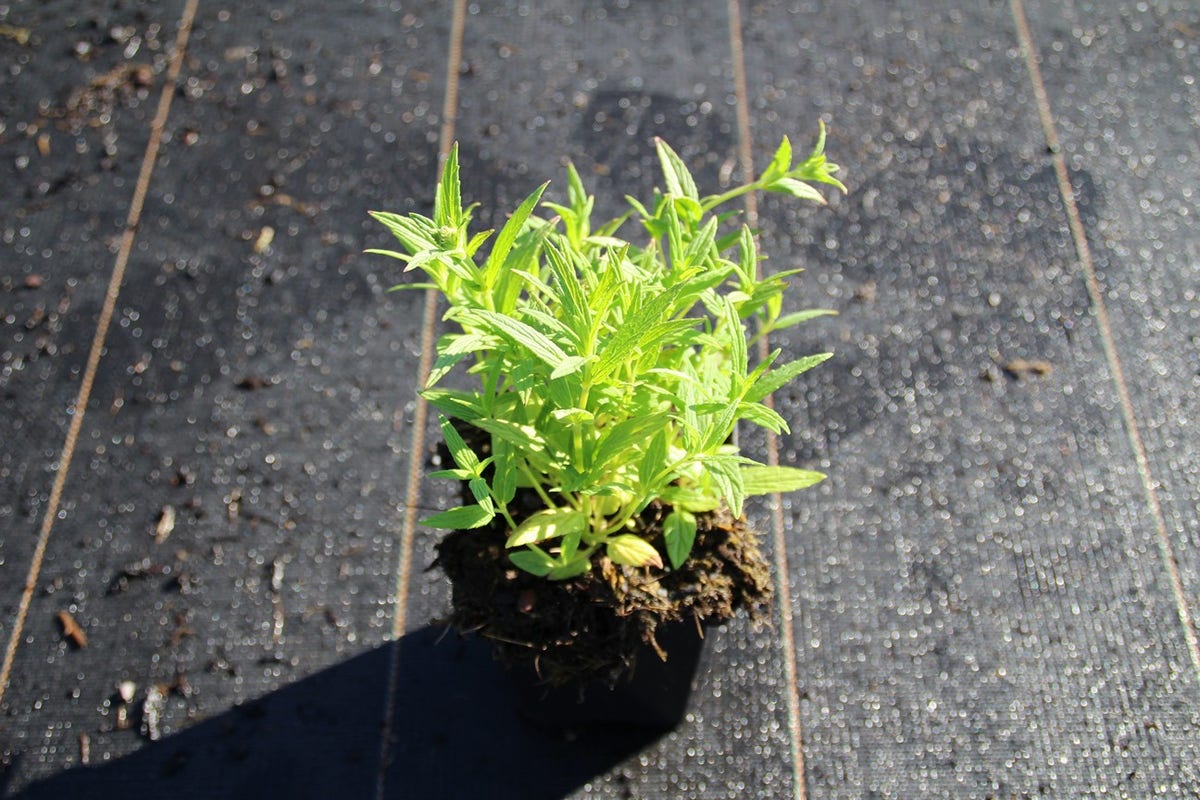  Kattenkruid (Nepeta Nervosa)