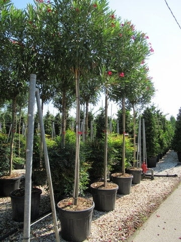  Oleander Als Boom (Nerium Oleander)