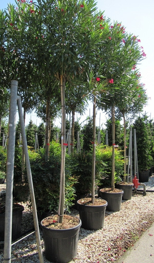  Oleander Als Boom (Nerium Oleander)