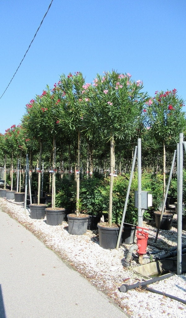  Oleander Als Boom (Nerium Oleander)