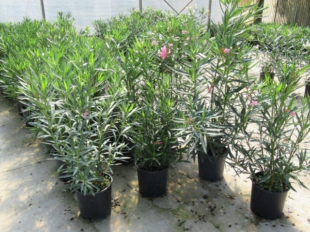  Roze Oleander (Nerium Oleander)