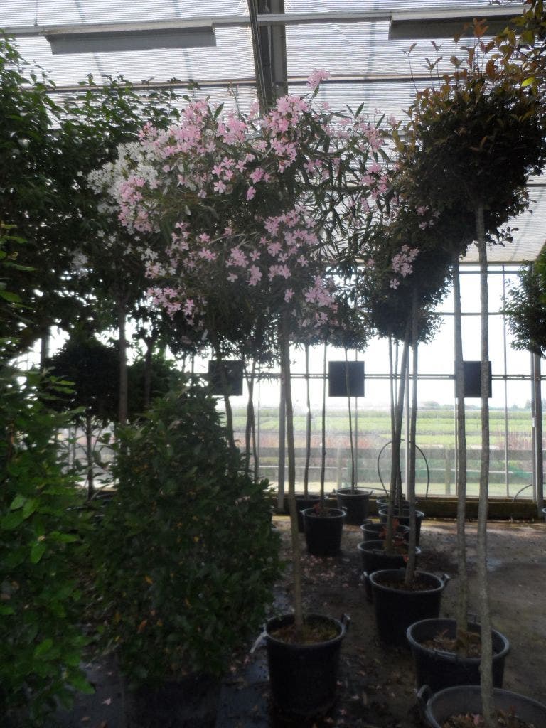  Oleander Als Boom (Nerium Oleander)