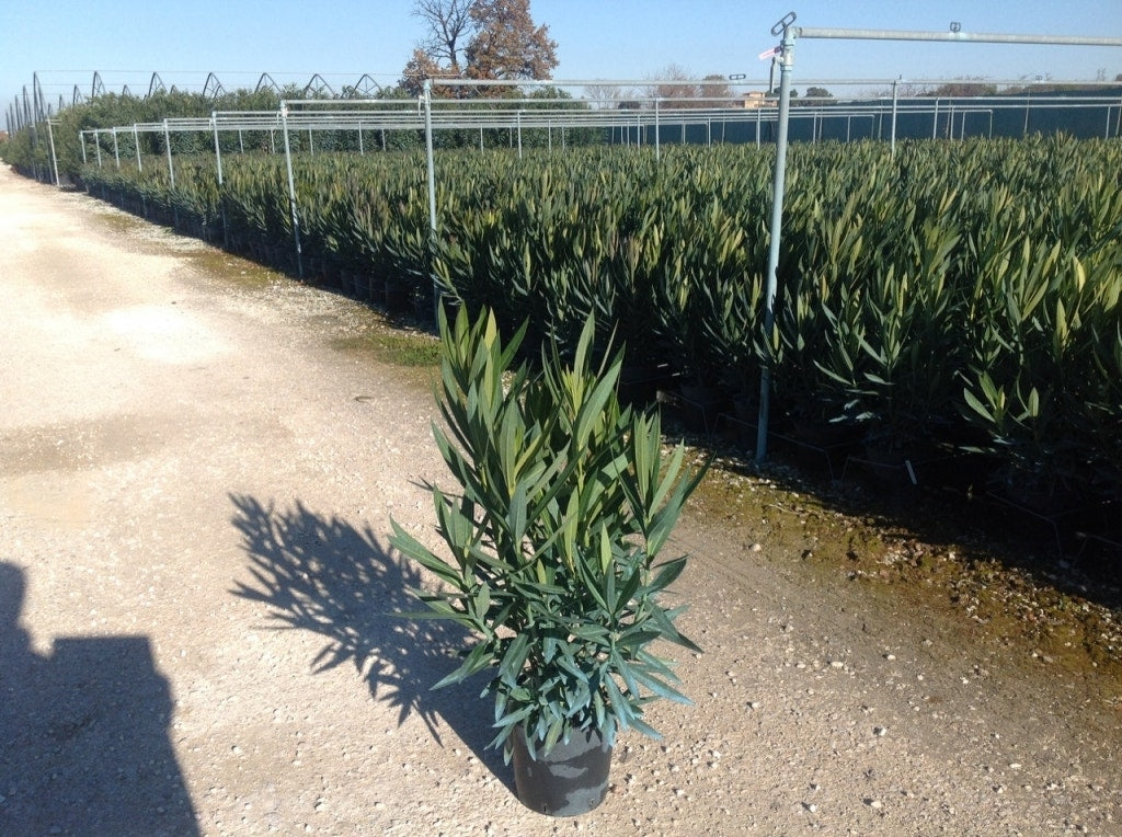  Witte Oleander (Nerium Oleander)