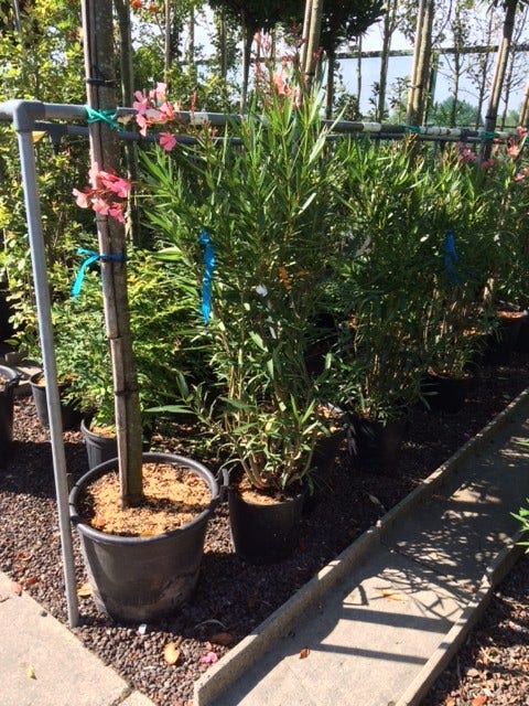  Roze Oleander (Nerium Oleander)