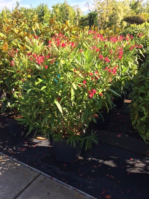  Rode Oleander (Nerium Oleander)