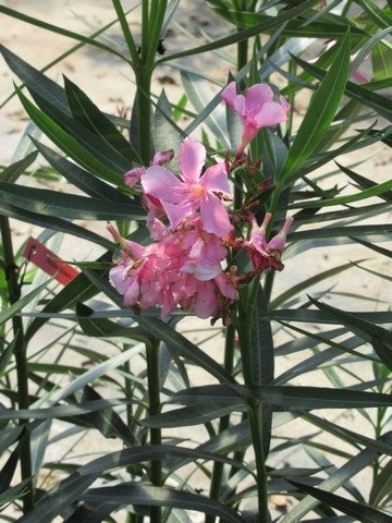  Roze Oleander (Nerium Oleander)