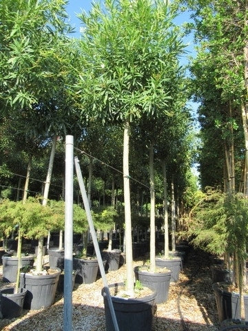  Oleander Als Boom (Nerium Oleander)