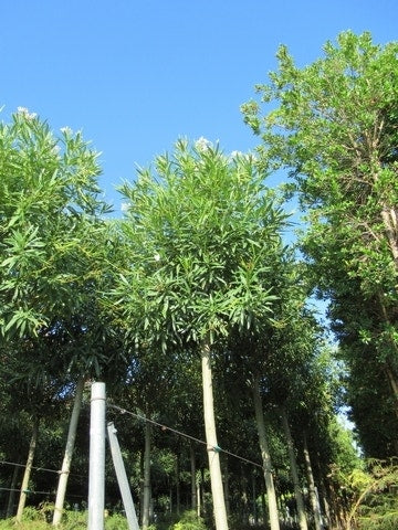 Oleander Als Boom (Nerium Oleander)