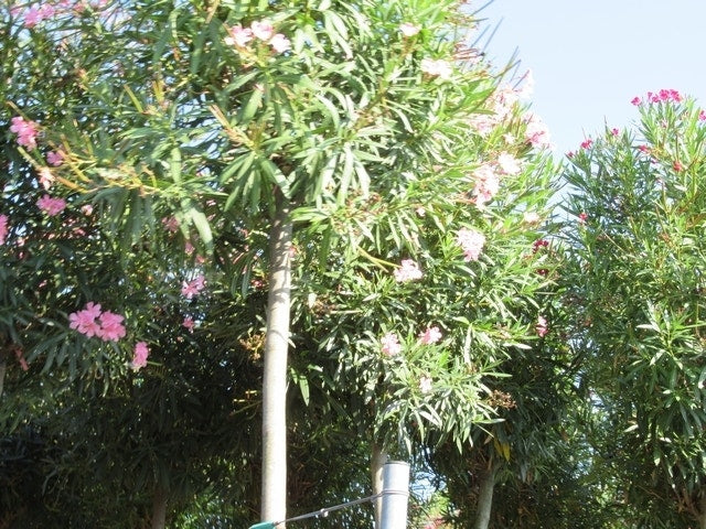  Oleander Als Boom (Nerium Oleander)