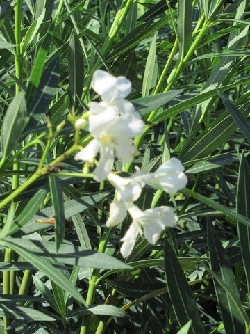  Witte Oleander (Nerium Oleander)